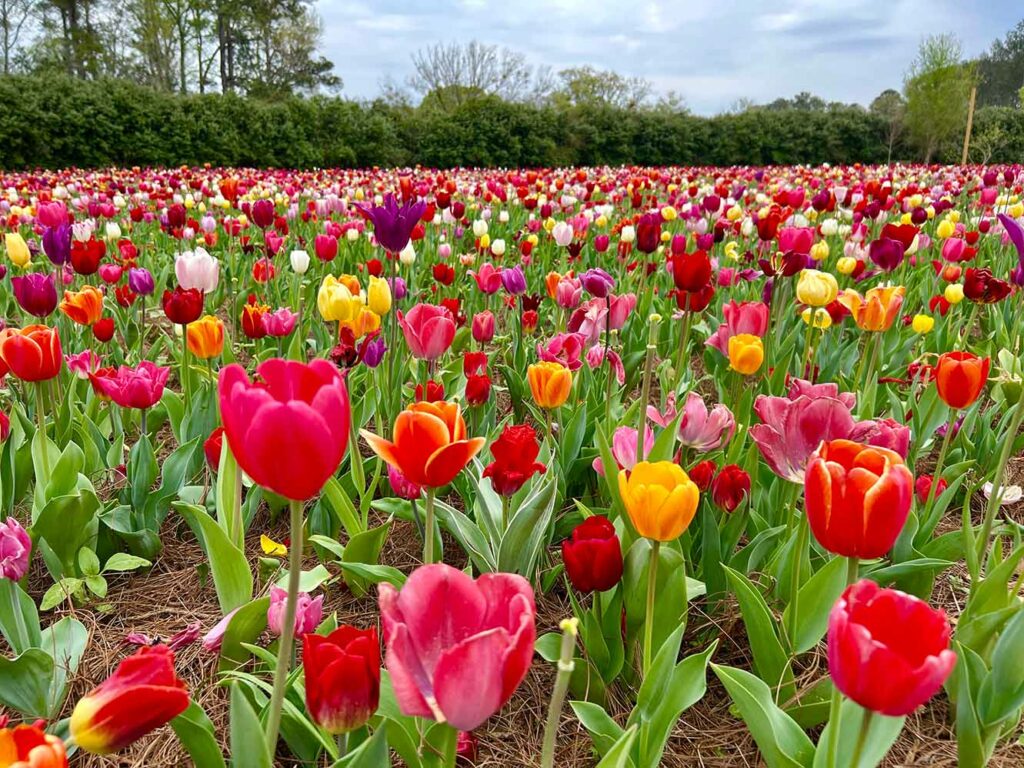10,000 tulips at Cason's Field at Callaway Gardens