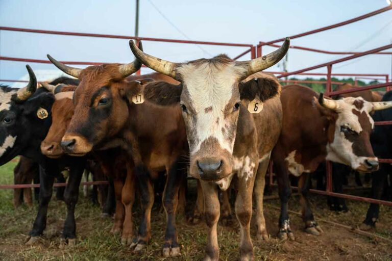 Cattle in a holding pen at the Harris County Rodeo.