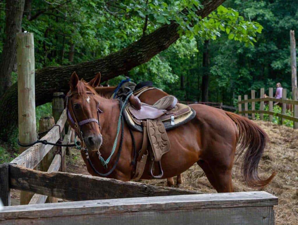 Horse-hitched-roosevelt-stables-explore-harris-county