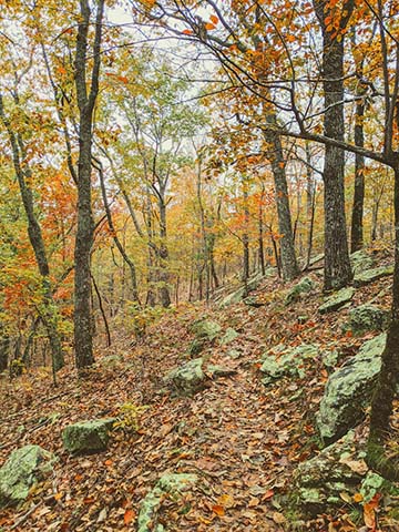 Pine mountain Trail in fall