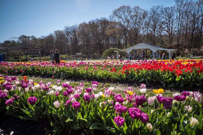 Tulip Fest at Fields of Grace Flower Farm