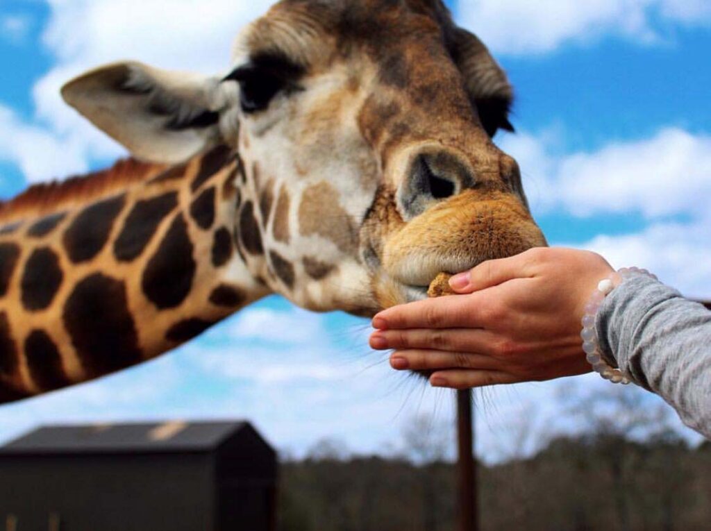 Hand feeds a giraffe at Wild Animal Safari