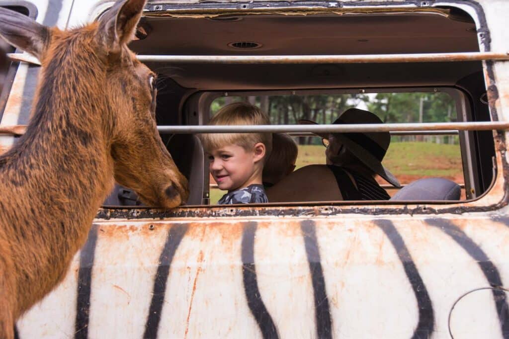 Wild-animal-safari-kid-feeding-animal-explore-harris-county