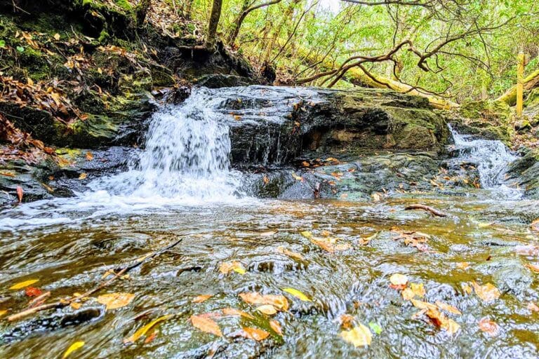 A stream flows at F. D. Roosevelt State Park in Harris County, Georgia.