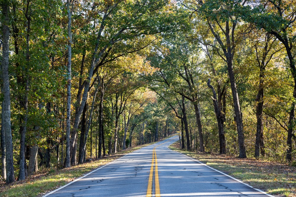 fdr_state_park_road_woods