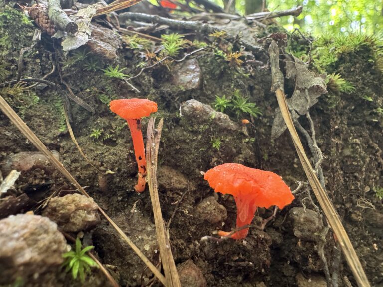 habitat_mushrooms_pmt