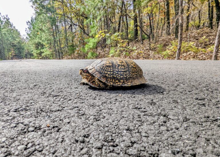 habitat_turtle_man_o_war_trail