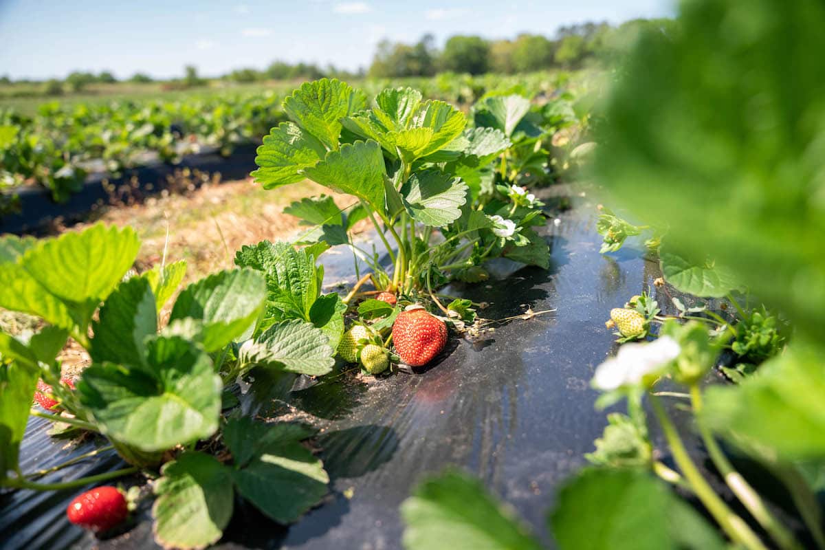strawberries-oakhurst-farms-explore-harris-county